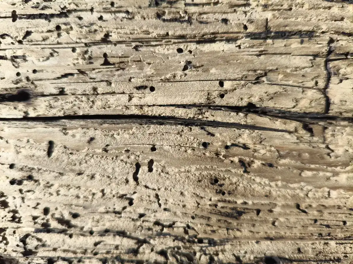 Gestrahlte Fläche an einem alten Balken, die Holzstruktur und alte Fraßgänge sind sichtbar